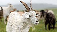Cashmere Goat Hair